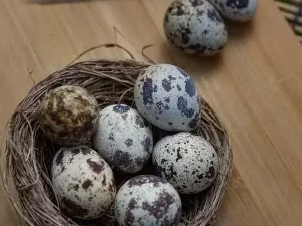 Լորի ինկուբացիոն ձու