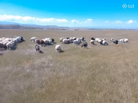 Ոչխար, Ոչխարներ — լուսանկար 1