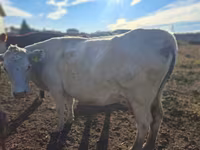 Kuh, Latvian Blue cattle — Foto 4