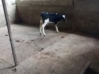 Bull, Russian Black pied cattle — photo 2
