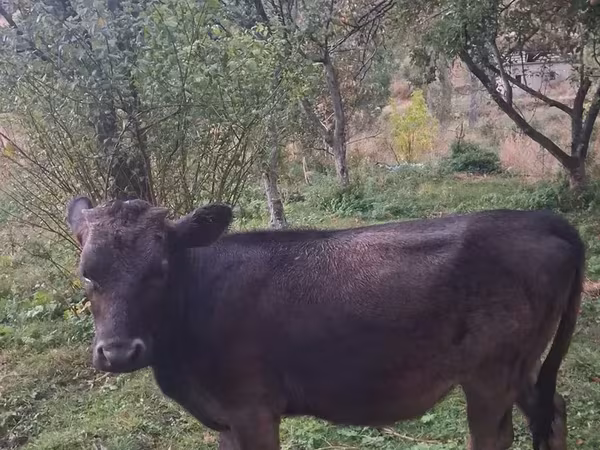 Bull, Cattle — Armenia