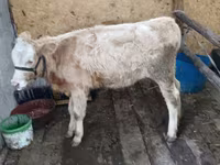 Cow, Latvian Blue cattle — photo 6