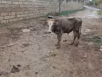 सांड, मवेशी — फ़ोटो 2