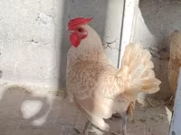 سيبرايت — الصورة 3