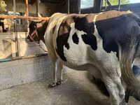 गाय, गोलस्टीन नस्ल — फ़ोटो 3