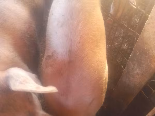 Säue, Schweine