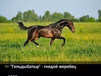 Hengst, Akhal-Teke — Foto 4