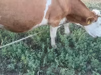 Kuh, Simmental cattle — Foto 5