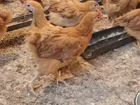 Chickens — լուսանկար 5
