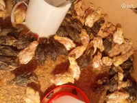 英格兰白 — 照片 2