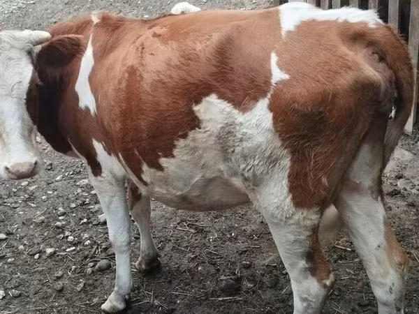 Vaca, Simmental cattle