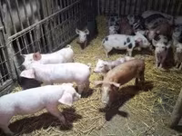 Sow, Pigs — photo 8