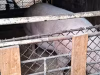 Sow, Pigs — photo 3