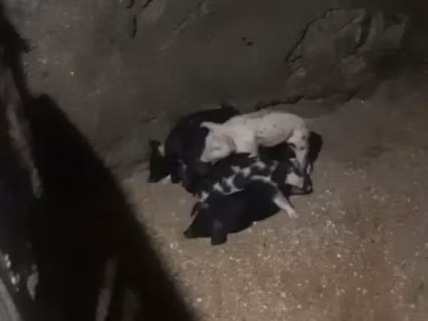 Sow, Pigs — Armenia
