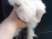 Chickens — լուսանկար 6