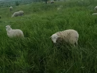 Widder, Suffolk sheep — Foto 7