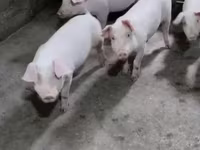 Էգ խոզ, Խոզեր — լուսանկար 1