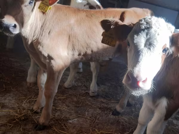 ԽՍԿ (խումբ, սեռը նշված չէ), Simmental cattle