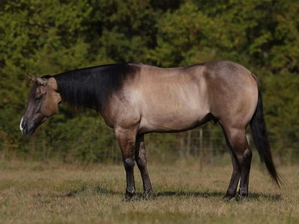 Hengst, Quarter Horse