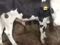 Ցուլ, Russian Black pied cattle — լուսանկար 1