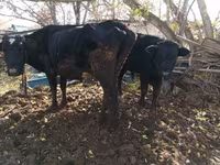 Cow, Cattle — photo 1