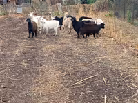 عنزة, Alpine goat — الصورة 5