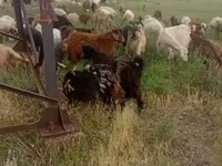 Էգ այծ, Այծեր — լուսանկար 3