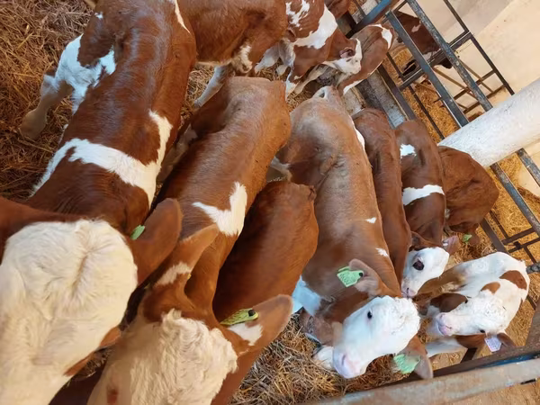 Bull, Simmental cattle