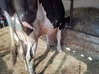 Kuh, Holstein-Rasse — Foto 2