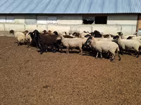 Қой, White Suffolk sheep — 1-сурет