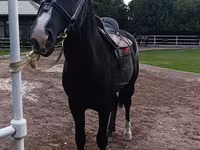 Cavalo, Friesian sport horse — foto 3