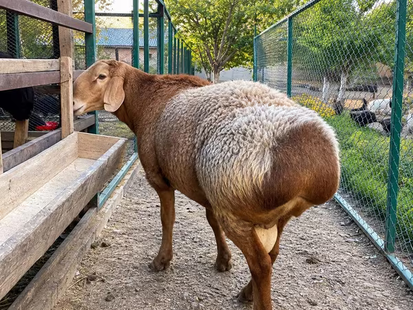Խոյ, Arashan sheep