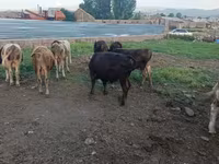 Արու այծ, Այծեր — լուսանկար 4