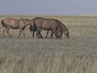 Stute, Mugalzhar horse — Foto 7