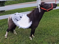 Էգ ձի, Miniature horse — լուսանկար 2