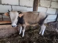 Ցուլ, Խոշոր եղջերավոր — լուսանկար 4