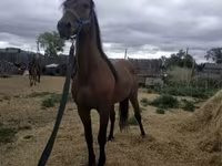 Ձի, Standardbred — լուսանկար 6