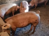 Sow, Pigs — photo 3