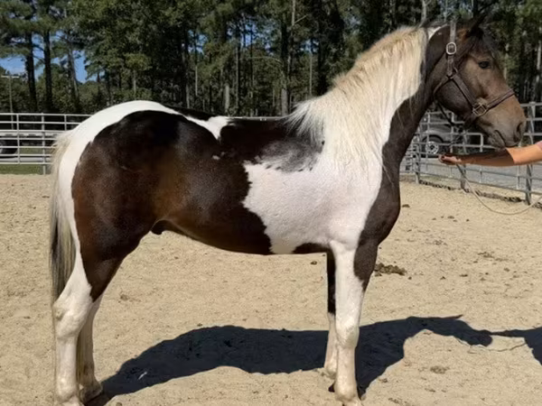 Ձի, American paint horse