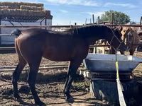 Ձի, Standardbred — լուսանկար 1