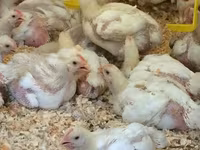 Chickens — 3-сурет