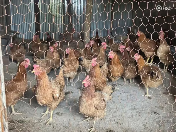 Chickens — Հայաստան