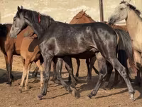 Ձի, Orlov Trotter — լուսանկար 3