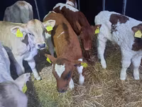 Toro, Simmental cattle — foto 4