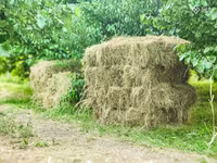 Խոտի տուկ, խոտ, թարմ խոտ — foto 5