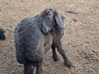 Խոյ, Karakul sheep — լուսանկար 1