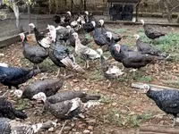 Turkeys — الصورة 4