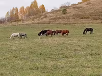 Cavalo, New Altai Horse — foto 4