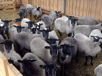 Խոյ, Romanov sheep — լուսանկար 5