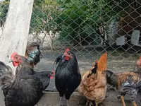 Chickens — photo 3
